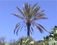 Pantelleria palma