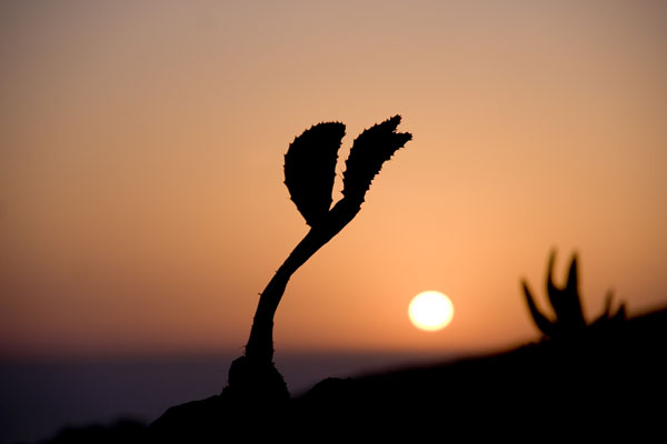 pantelleria